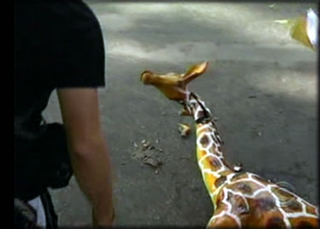 03_giraffe