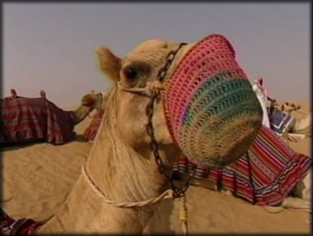 05_camel